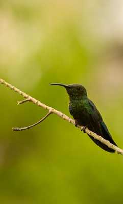 colibri plein de pollen