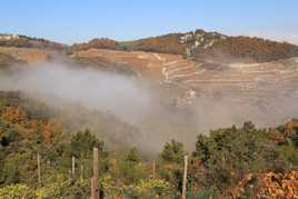 Brouillard dans les vignes