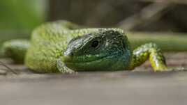 Lézard vert