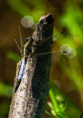 Parée au décollage