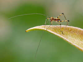 Mini cricket