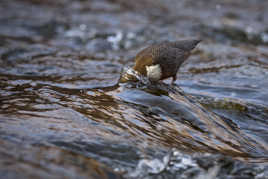 ouverture de la pêche.