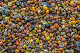 cimetière de coquillage