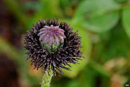 J'ai perdu ma robe rouge