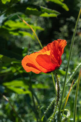 gentil coquelicot