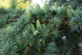 Pommes de Cèdre du Liban