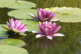 Fleurs de nénuphars