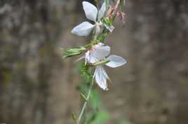 petite fleur sauvage