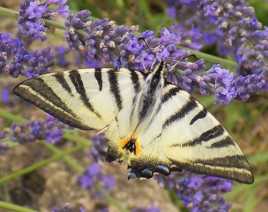 Iphiclides podalirius (flambé)