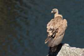 Vautour fauve