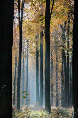 Promenons-nous dans les bois ...