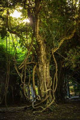 Un arbre à lianes du Jardin des Pamplemousses