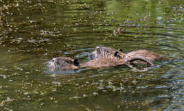 Natation synchronisée