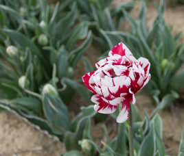 Lurs et les tulipes