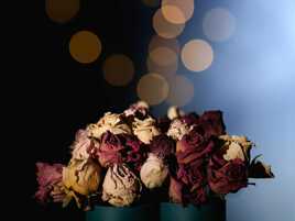 Au bout du jour toujours belles