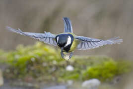 Vol au-dessus d'un...