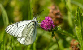 Oh ! la bonne sucette