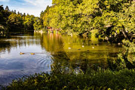 le réveil des canards