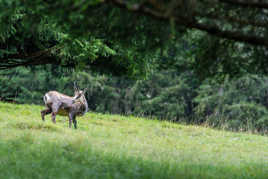 Chamois