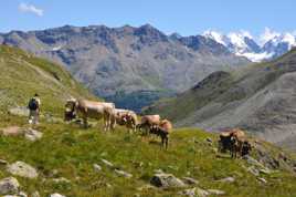 Pastorale de haute montagne