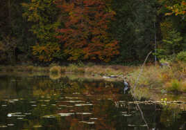 Un héron en automne 2