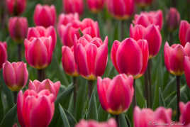 Tulipes