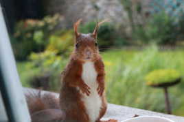 Bonjour mon balafré