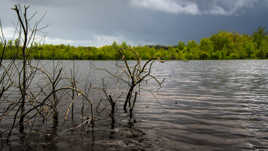 Marais du grand Hazé