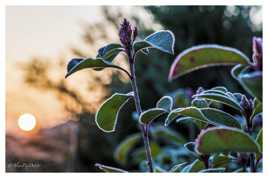 Givre Au levé du Soleil