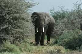 L'éléphant de savane d'Afrique