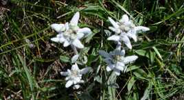 edelweiss