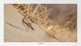 Traquet du désert sur le sable