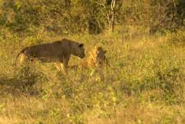 Kruger: "vous m'avez demandé, Sire?"