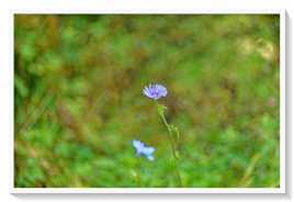 Cichorium endivia