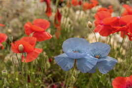 les coquelicots bleus