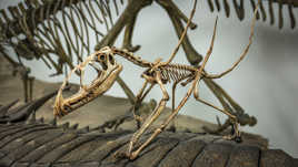 Petit deviendra grand...