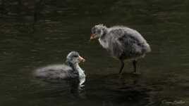 Les jumeaux II "conversation"