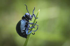 Dark Vador des prairies