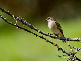 Gobemouche noire ♀