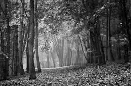 Brume matinale...