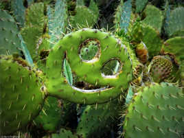 Smiley qui ne manque pas de piquant