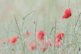 Champ de coquelicots