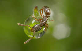 La Fourmi et la goutte