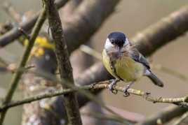 La mésange à moustache