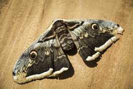 Bonne nuit, joli papillon