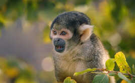 Tiiiipiiiaaaak !!!!!!