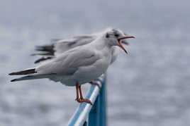 Je chante.. Je chante..