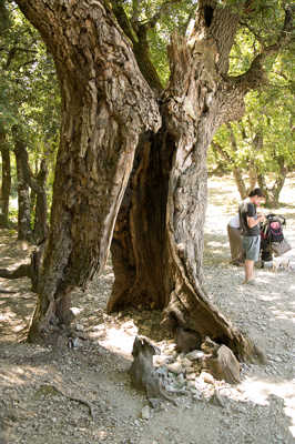 Il est vieux cet arbre