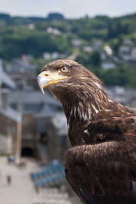 L'aigle