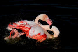 Flamant rose au bain